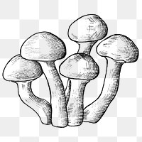 Png mushroom black and white illustration, transparent background