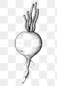 Png radish black and white illustration, transparent background