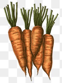 Png carrots illustration collage element, transparent background