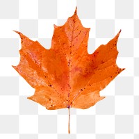 Autumn maple leaf png, transparent background