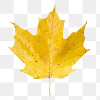 Autumn maple leaf png, transparent background