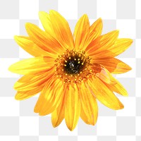 PNG Orange flower, collage element, transparent background