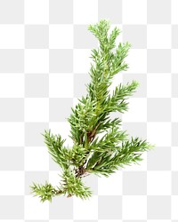 PNG Spruce branch, collage element, transparent background