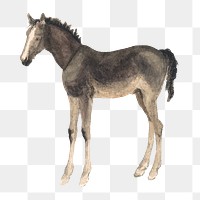 Black horse png animal, transparent background. Remixed by rawpixel.