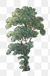 Vintage tree png illustration, transparent background. Remixed by rawpixel.