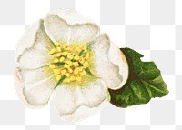 White flower png vintage helleborus niger, transparent background. Remixed by rawpixel.