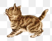 Vintage kitten png pet, transparent background Remixed by rawpixel.