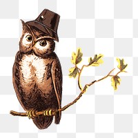 Vintage owl png bird, transparent background. Remixed by rawpixel.