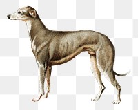 Greyhound png dog, transparent background. Remixed by rawpixel.