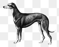 Greyhound png dog, transparent background. Remixed by rawpixel.