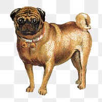 Pug png dog, transparent background. Remixed by rawpixel.