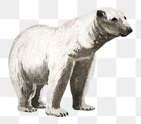 PNG polar bear vintage illustration on transparent background. Remixed by rawpixel. 