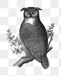 PNG owl vintage illustration on transparent background. Remixed by rawpixel. 