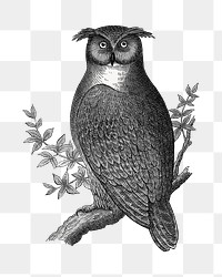 PNG owl vintage illustration on transparent background. Remixed by rawpixel. 