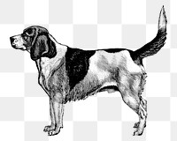 PNG Artois Hound dog vintage illustration on transparent background. Remixed by rawpixel. 