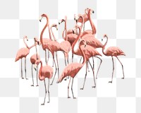 PNG flamingo birds vintage illustration on transparent background. Remixed by rawpixel. 