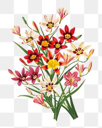 PNG vintage sparaxis flower, chromolithograph art, transparent background. Remixed by rawpixel. 