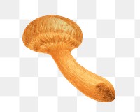 PNG Orange mushroom, vintage botanical illustration by James Sowerby, transparent background. Remixed by rawpixel.