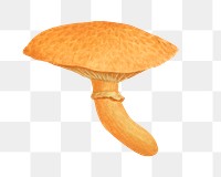 PNG Orange mushroom, vintage botanical illustration by James Sowerby, transparent background. Remixed by rawpixel.