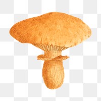 PNG Orange mushroom, vintage botanical illustration by James Sowerby, transparent background. Remixed by rawpixel.