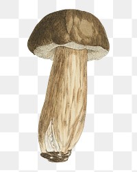 PNG Mushroom, vintage botanical illustration by James Sowerby, transparent background. Remixed by rawpixel.