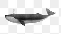 PNG Fin whale, vintage animal illustration, transparent background. Remixed by rawpixel.