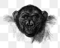 PNG Chimpanzee drawing, vintage monkey illustration, transparent background. Remixed by rawpixel.