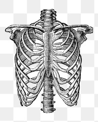 PNG Human lungs anatomy, vintage bone illustration, transparent background. Remixed by rawpixel.