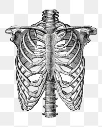 PNG Human lungs anatomy, vintage bone illustration, transparent background. Remixed by rawpixel.