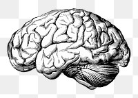 PNG Brain, medical illustration, transparent background