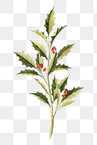 PNG Holly berry, vintage Christmas illustration by Ludvig Sandöe Ipsen, transparent background. Remixed by rawpixel.