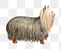 PNG Yorkshires dog, vintage pet animal illustration by Goodwin & Company, transparent background. Remixed by rawpixel.