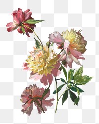 PNG Peony flower, vintage botanical illustration, transparent background. Remixed by rawpixel.