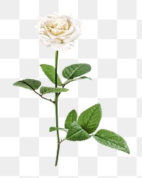 White rose png collage element, transparent background