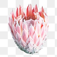 PNG pink flower, collage element, transparent background