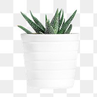 Haworthia png collage element, transparent background