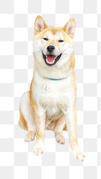 Shiba Inu dog png collage element, transparent background