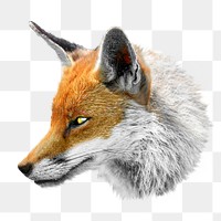 Orange fox png, side view collage element, transparent background