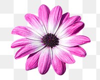 Pink cape marguerite png flower, transparent background