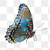 Blue butterfly png collage element, transparent background