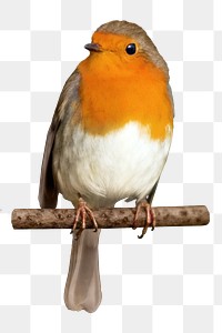 PNG cute bird, animal, collage element, transparent background