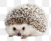 Hedgehog png collage element, transparent background