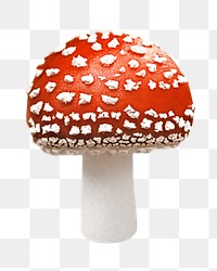 PNG Toadstool mushroom, fly agaric, collage element, transparent background.