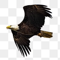 Bald eagle png collage element, transparent background