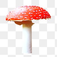 PNG toadstool mushroom, collage element, transparent background