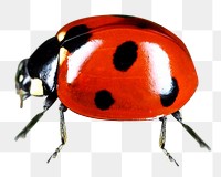 PNG ladybug, collage element, transparent background