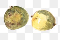 Green apples png watercolor collage element, transparent background. Remixed by rawpixel.