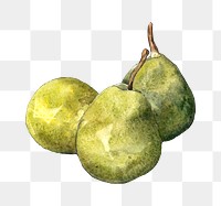 Green pear png watercolor collage element, transparent background. Remixed by rawpixel.