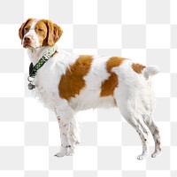 PNG Brittany dog collage element, transparent background