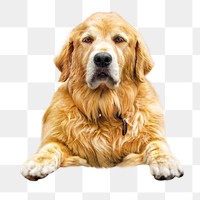 Golden retriever png collage element, transparent background